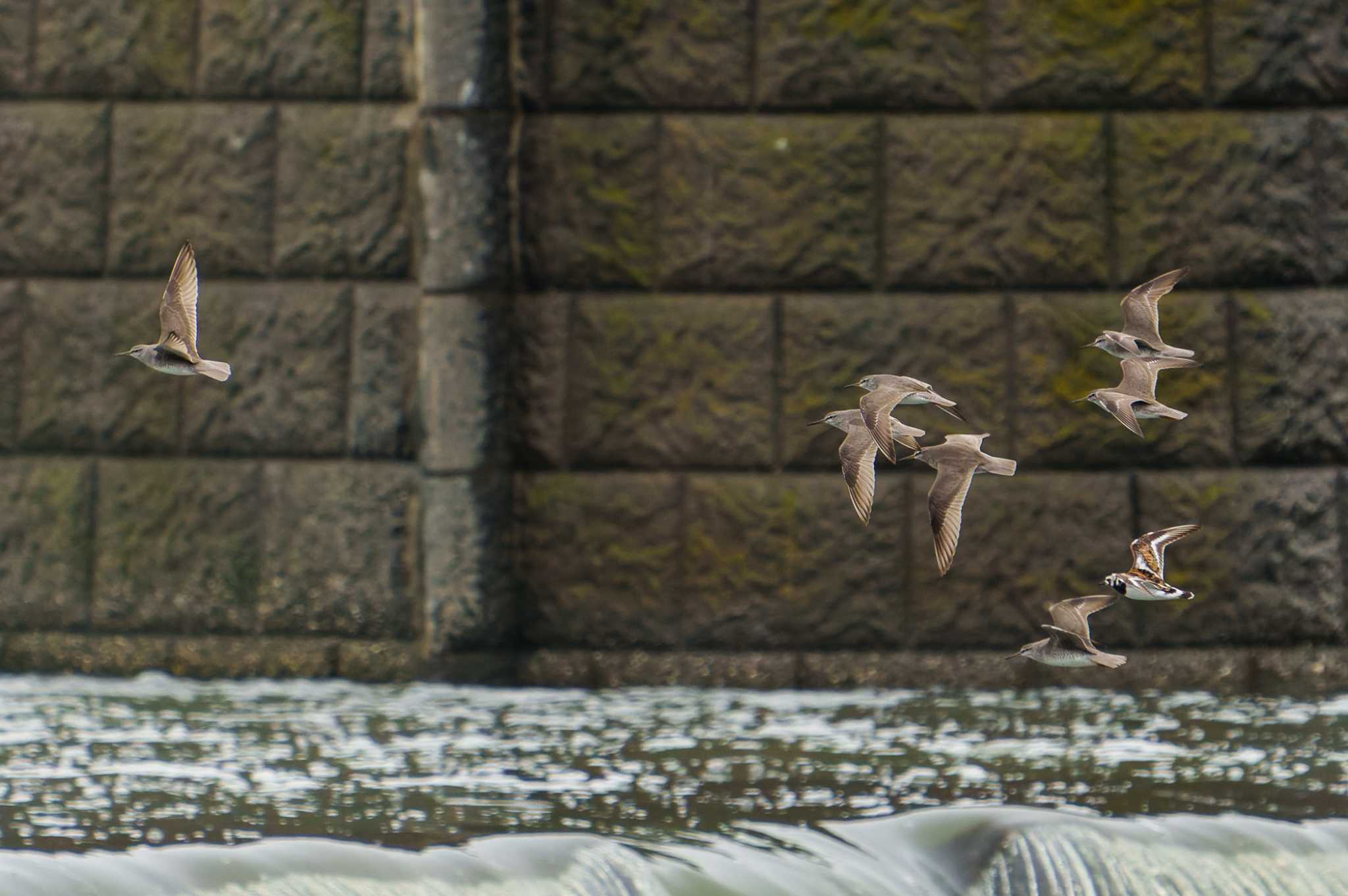 Grey-tailed Tattler