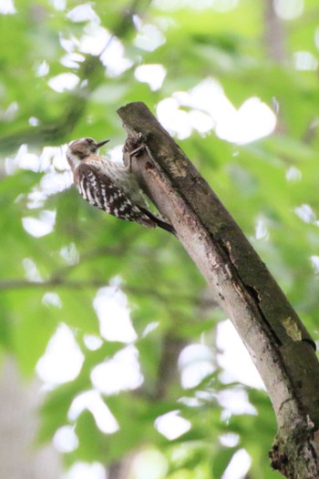 Japanese Pygmy Woodpecker 木曽川河跡湖公園 Sun, 5/15/2022