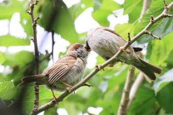 Eurasian Tree Sparrow 木曽川河跡湖公園 Sun, 5/15/2022
