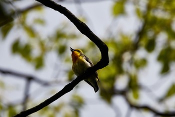 2022年5月15日(日) 大阪城公園の野鳥観察記録