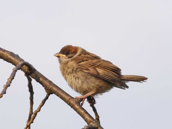 Eurasian Tree Sparrow 八王子 Sun, 5/15/2022