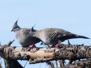 Crested Pigeon Centennial Park (Sydney) Sun, 5/15/2022