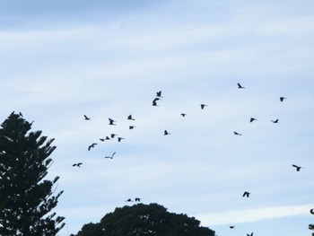 キイロオクロオウム Centennial Park (Sydney) 2022年5月15日(日)