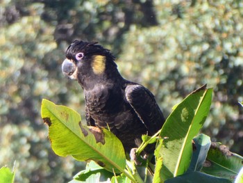 Yellow-tailed Black Cockatoo Centennial Park (Sydney) Sun, 5/15/2022