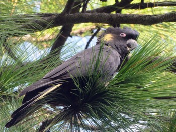 Yellow-tailed Black Cockatoo Centennial Park (Sydney) Sun, 5/15/2022