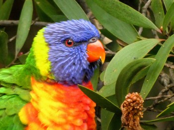 ゴシキセイガイインコ Centennial Park (Sydney) 2022年5月15日(日)