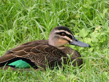 Pacific Black Duck Centennial Park (Sydney) Sun, 5/15/2022