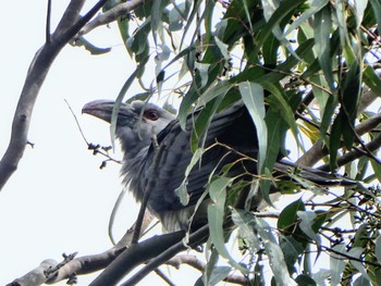 オオオニカッコウ Lane Cove National Park, NSW, Australia 2021年9月29日(水)