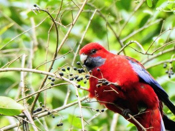 Crimson Rosella Blackbutt Creek Track(Australia, NSW) Mon, 9/27/2021