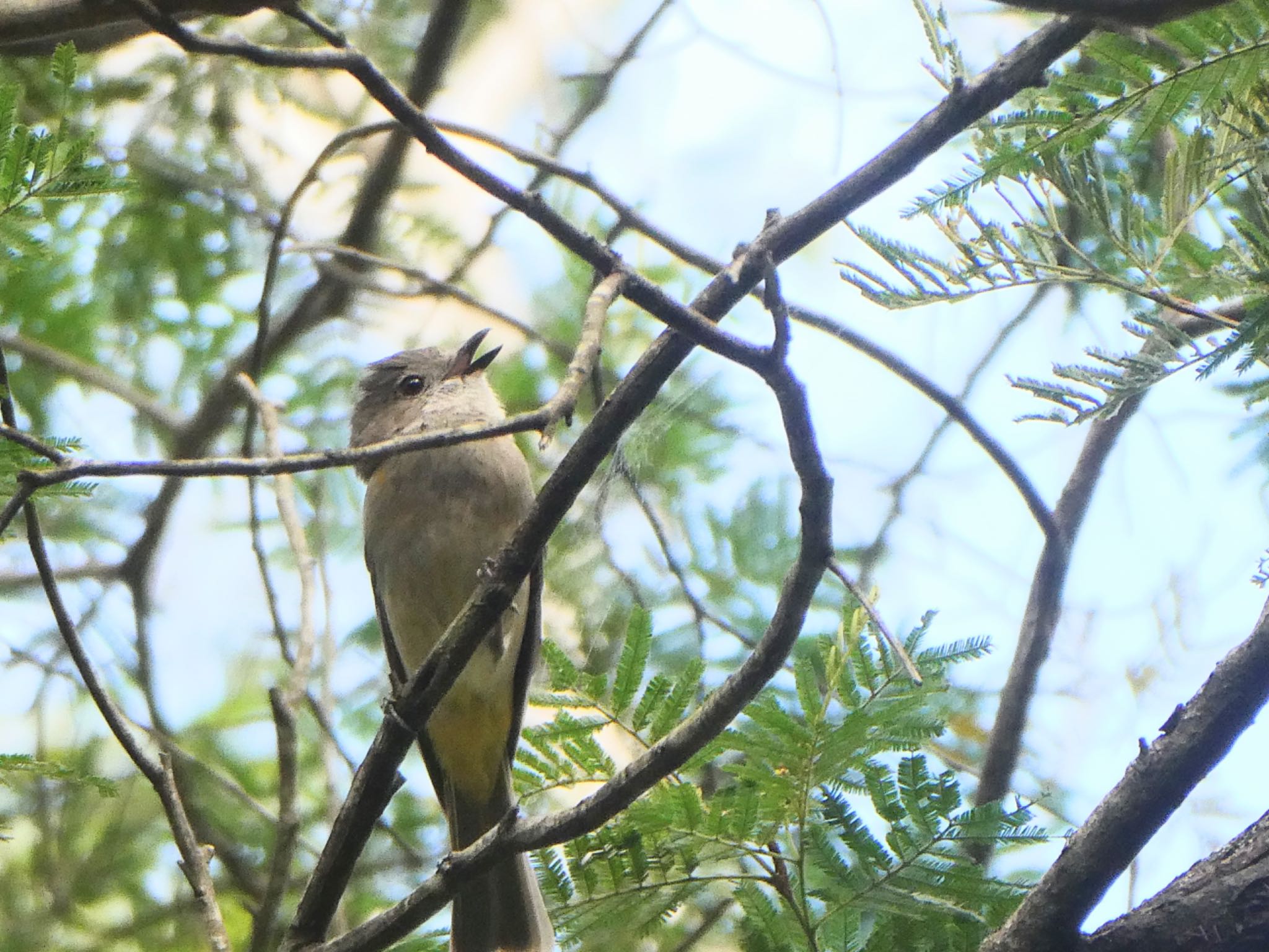 Blackbutt Creek Track(Australia, NSW) キバラモズヒタキの写真 by Maki