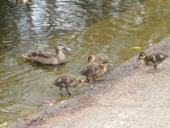 マミジロカルガモ Lane cove Weir, Lane Cove National Park, Nsw, Australia 2021年9月29日(水)