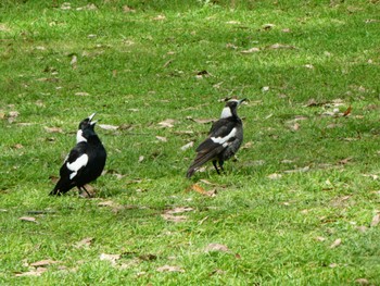 カササギフエガラス Lane Cove National Park, NSW, Australia 2021年9月29日(水)