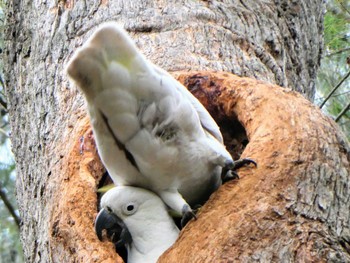 Sulphur-crested Cockatoo Blackbutt Creek Track(Australia, NSW) Mon, 9/27/2021