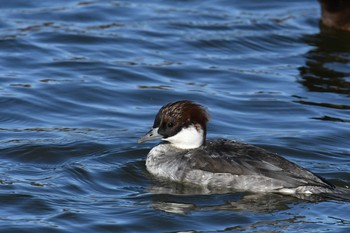 Smew Ukima Park Thu, 12/14/2017