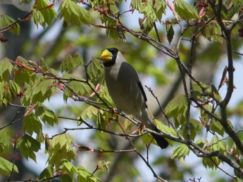 イカル 支笏湖野鳥の森 2022年5月15日(日)