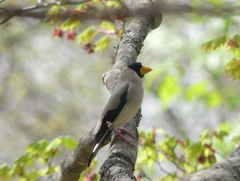 イカル 支笏湖野鳥の森 2022年5月15日(日)