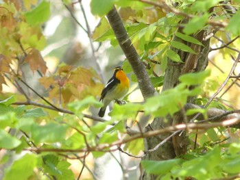 キビタキ 支笏湖野鳥の森 2022年5月15日(日)