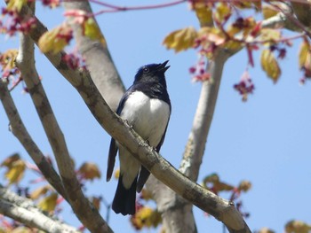 2022年5月15日(日) 支笏湖野鳥の森の野鳥観察記録