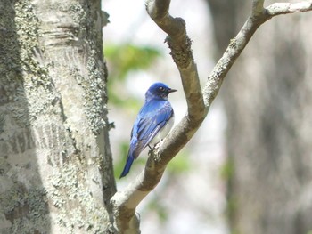 オオルリ 支笏湖野鳥の森 2022年5月15日(日)