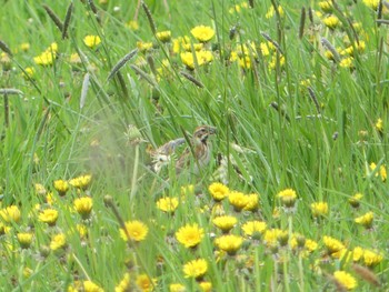 Sat, 5/14/2022 Birding report at 鵡川河口