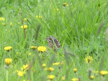 ホオアカ 鵡川河口 2022年5月14日(土)