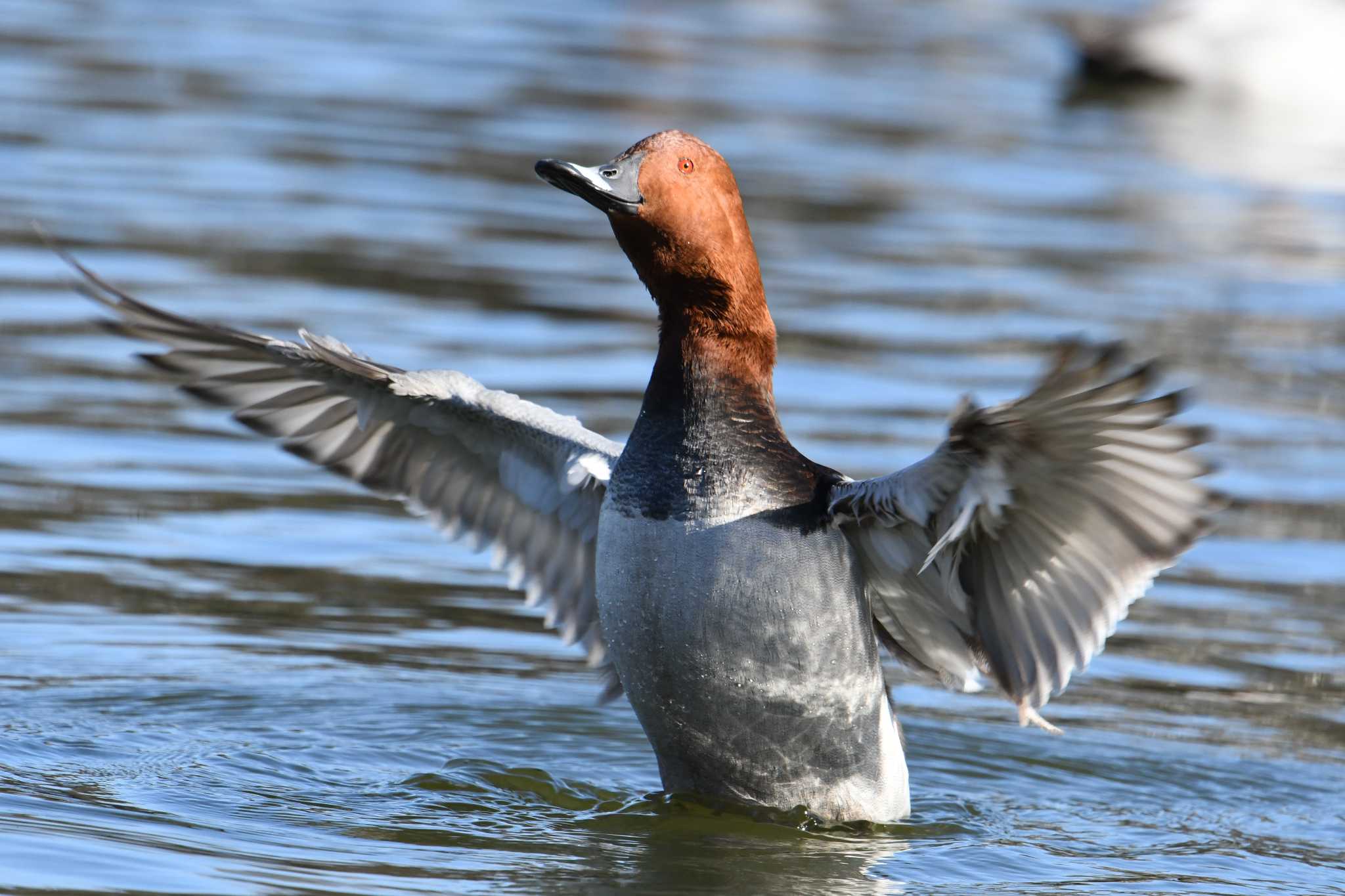 Photo of Common Pochard at Ukima Park by あひる