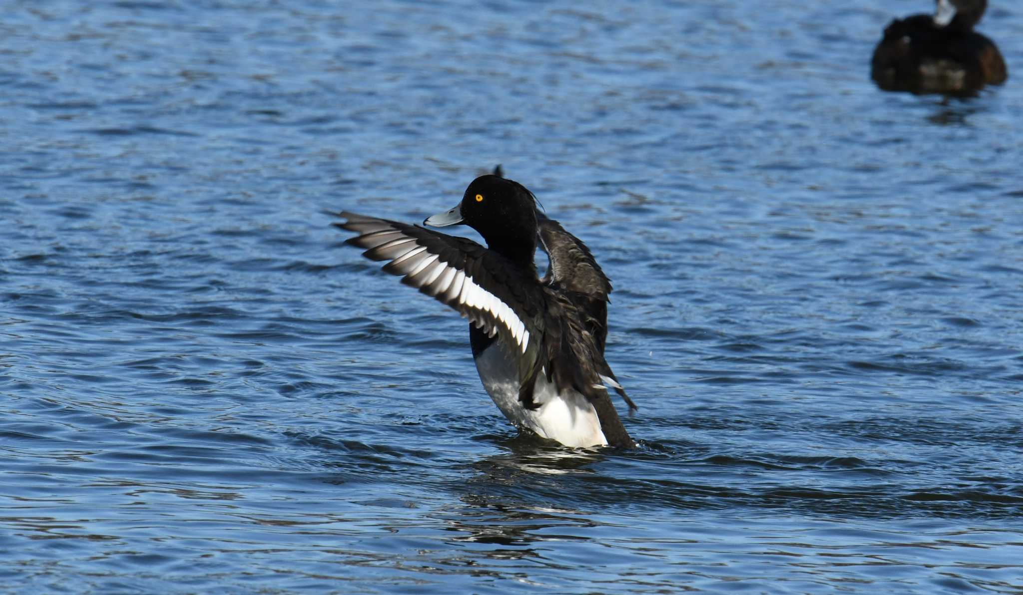 Photo of Tufted Duck at Ukima Park by あひる