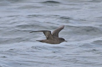 Short-tailed Shearwater 八丈島東京航路 Sat, 5/14/2022