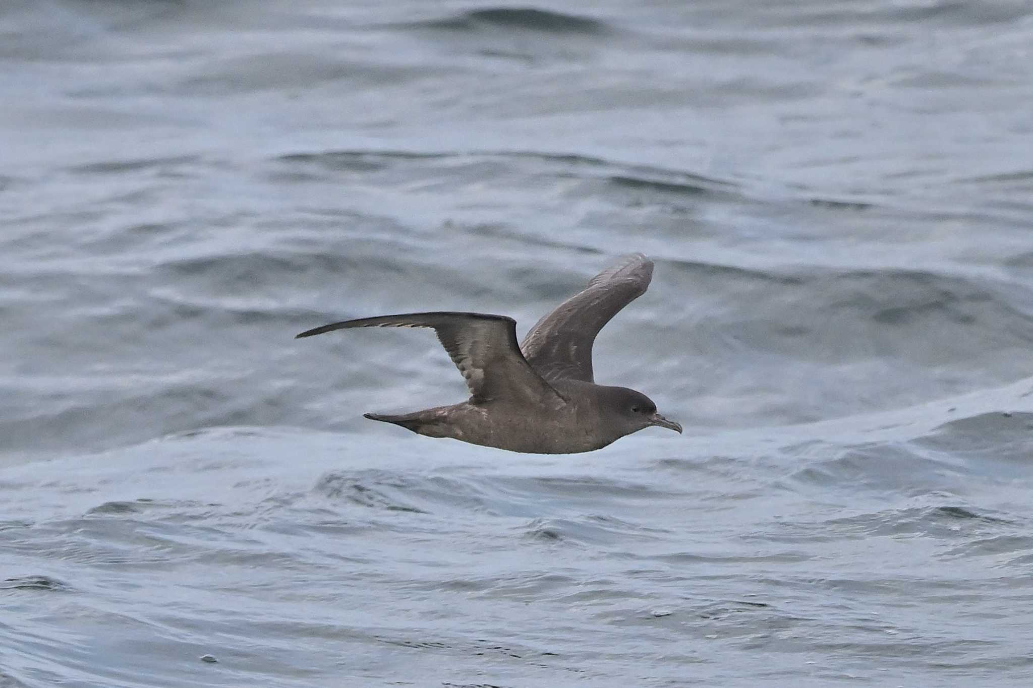 Photo of Short-tailed Shearwater at 八丈島東京航路 by ダイ