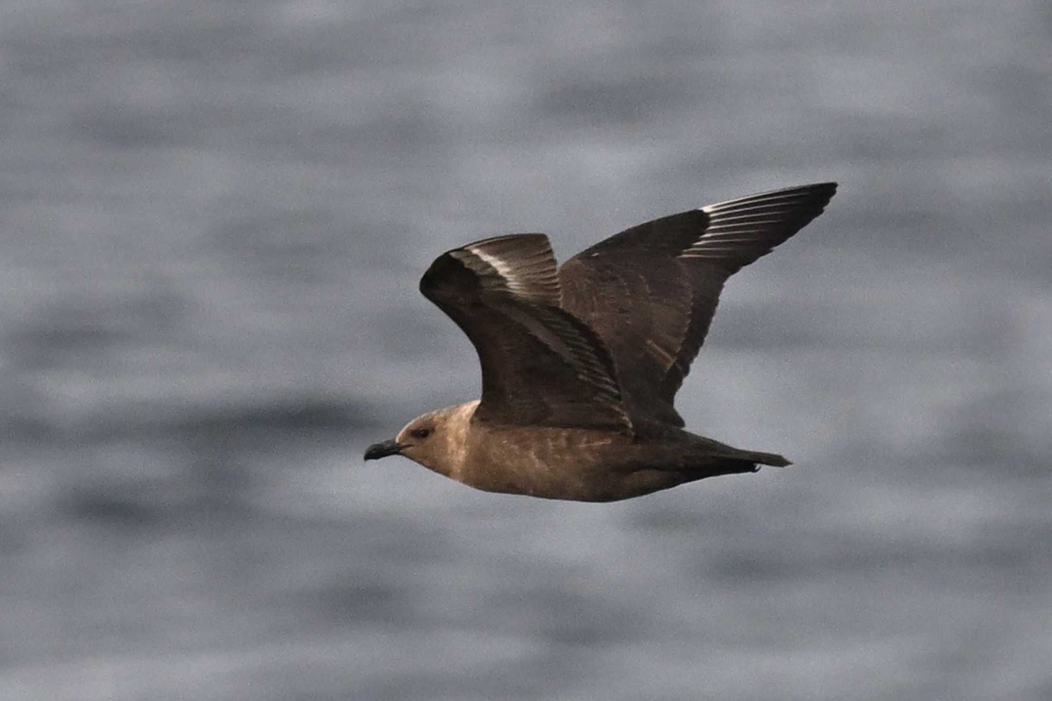 Photo of South Polar Skua at 八丈島東京航路 by ダイ