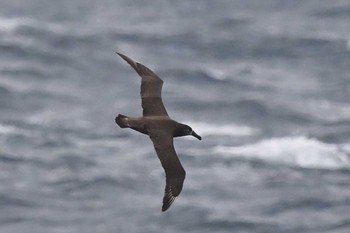 Black-footed Albatross 八丈島東京航路 Sat, 5/14/2022