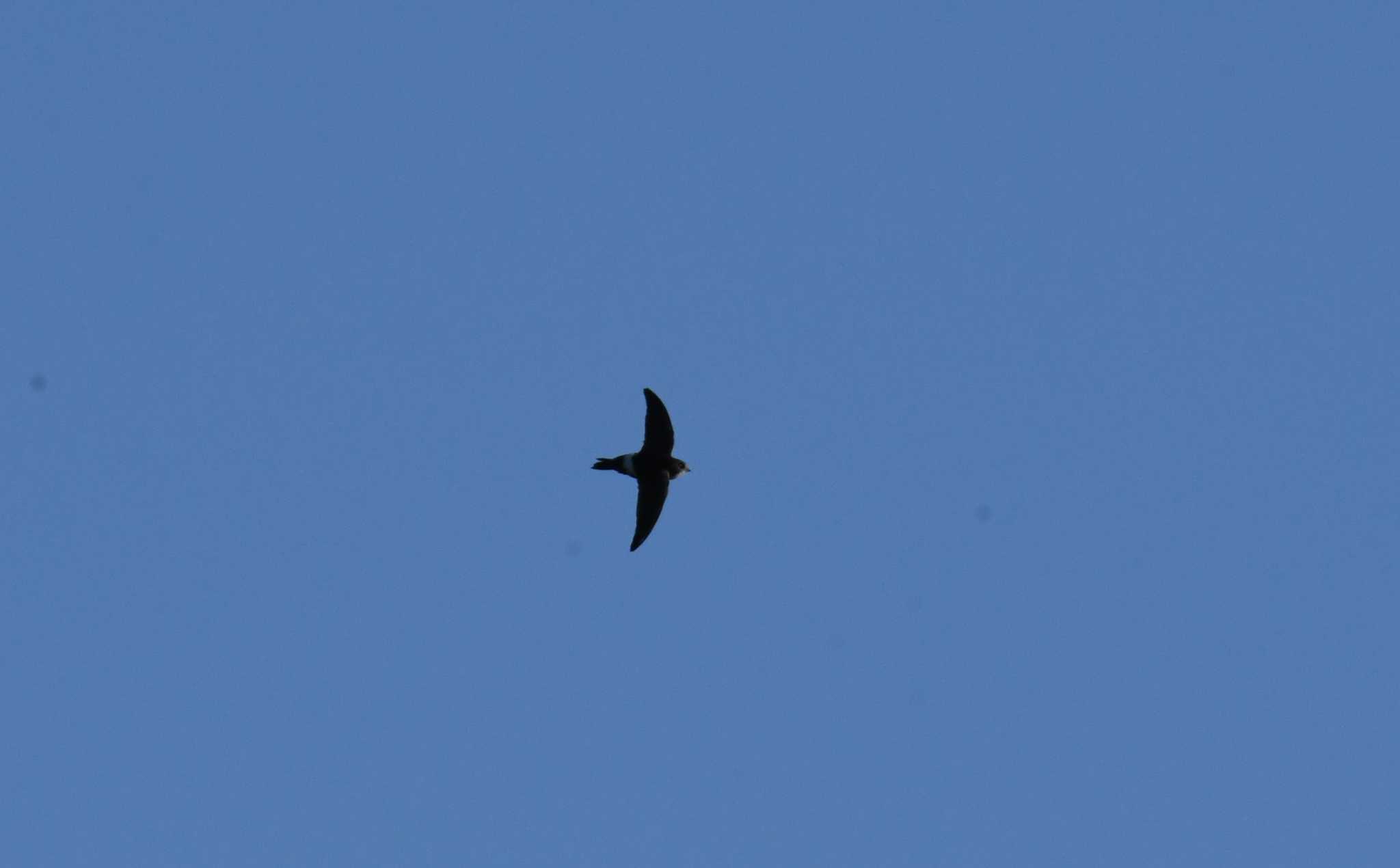 Photo of House Swift at Ukima Park by あひる