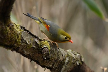 ソウシチョウ 場所が不明 2022年5月6日(金)