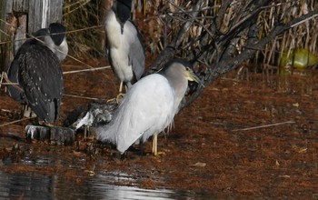 Black-crowned Night Heron Ukima Park Thu, 12/14/2017