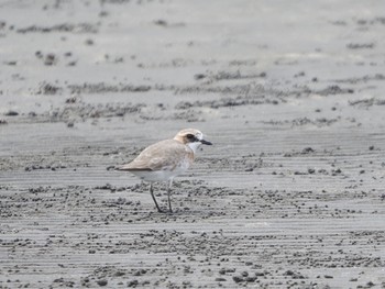 Siberian Sand Plover Sambanze Tideland Fri, 5/6/2022