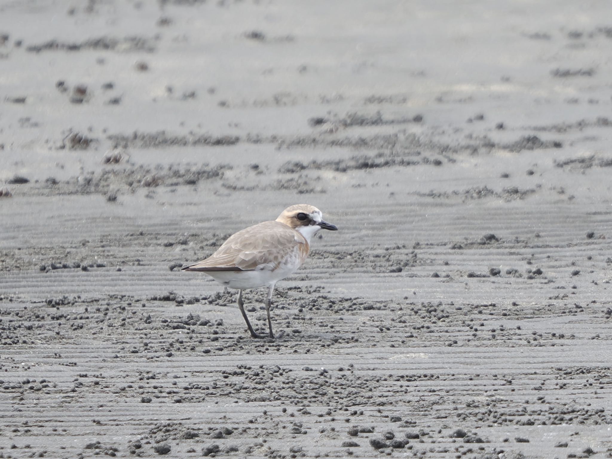 Siberian Sand Plover