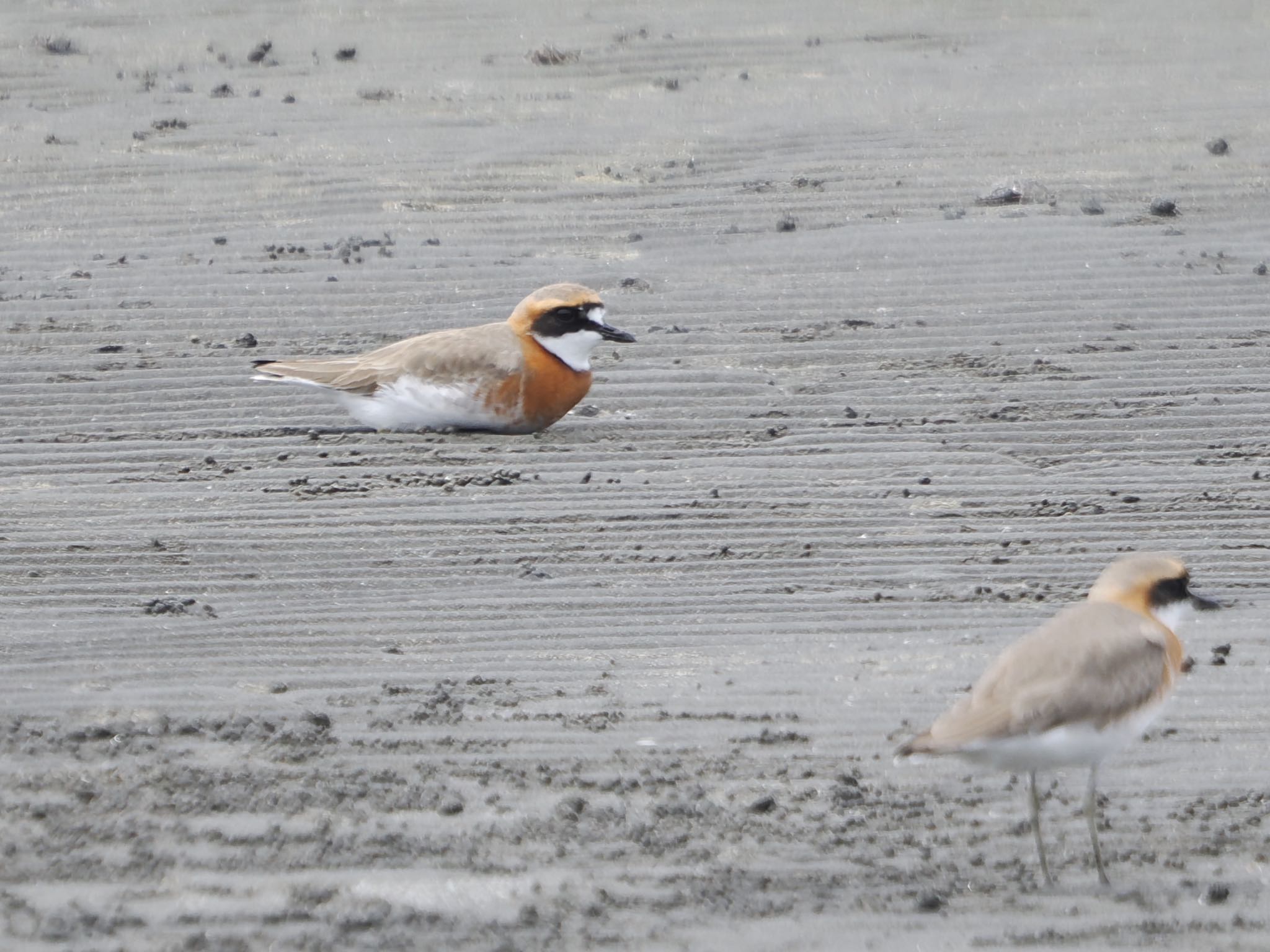 Siberian Sand Plover