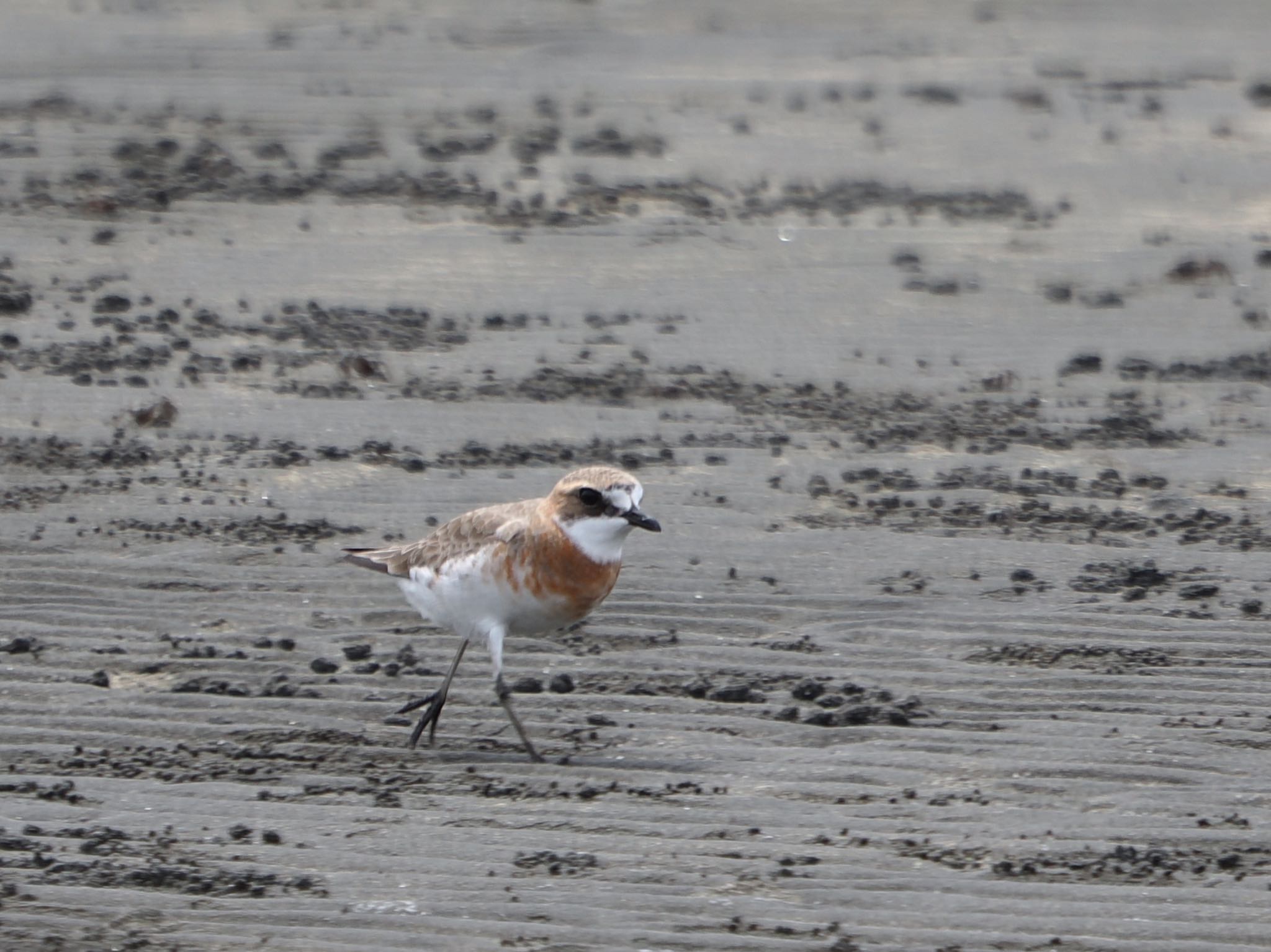 Siberian Sand Plover