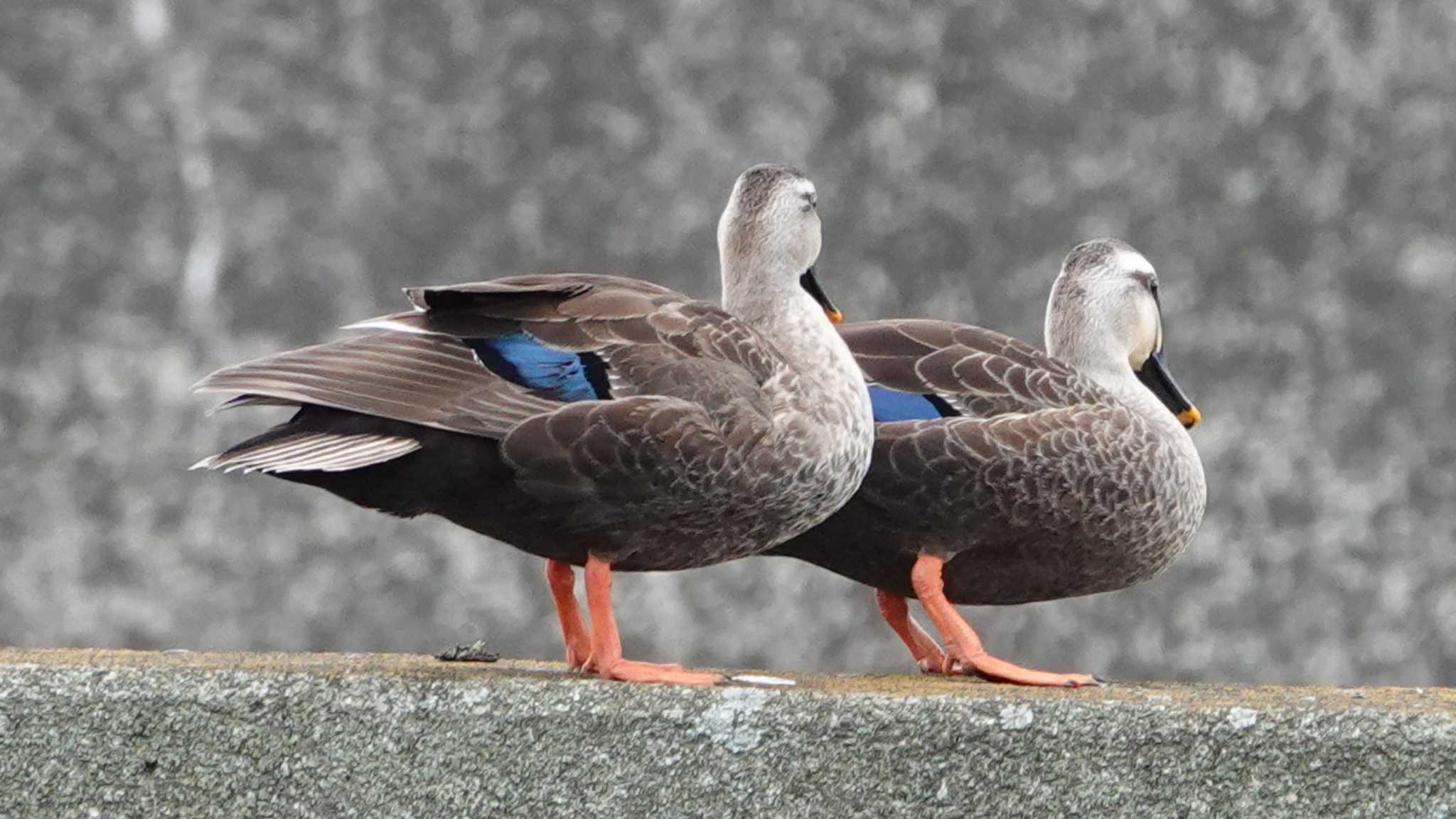 金井遊水地(金井遊水池) カルガモの写真