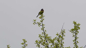 Meadow Bunting 金井公園 Sun, 5/15/2022