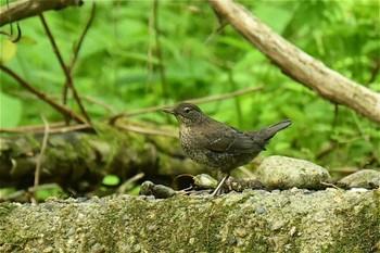 カワガラス 栃木県民の森 2022年5月15日(日)