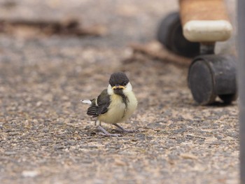 2022年5月15日(日) 葛西臨海公園の野鳥観察記録