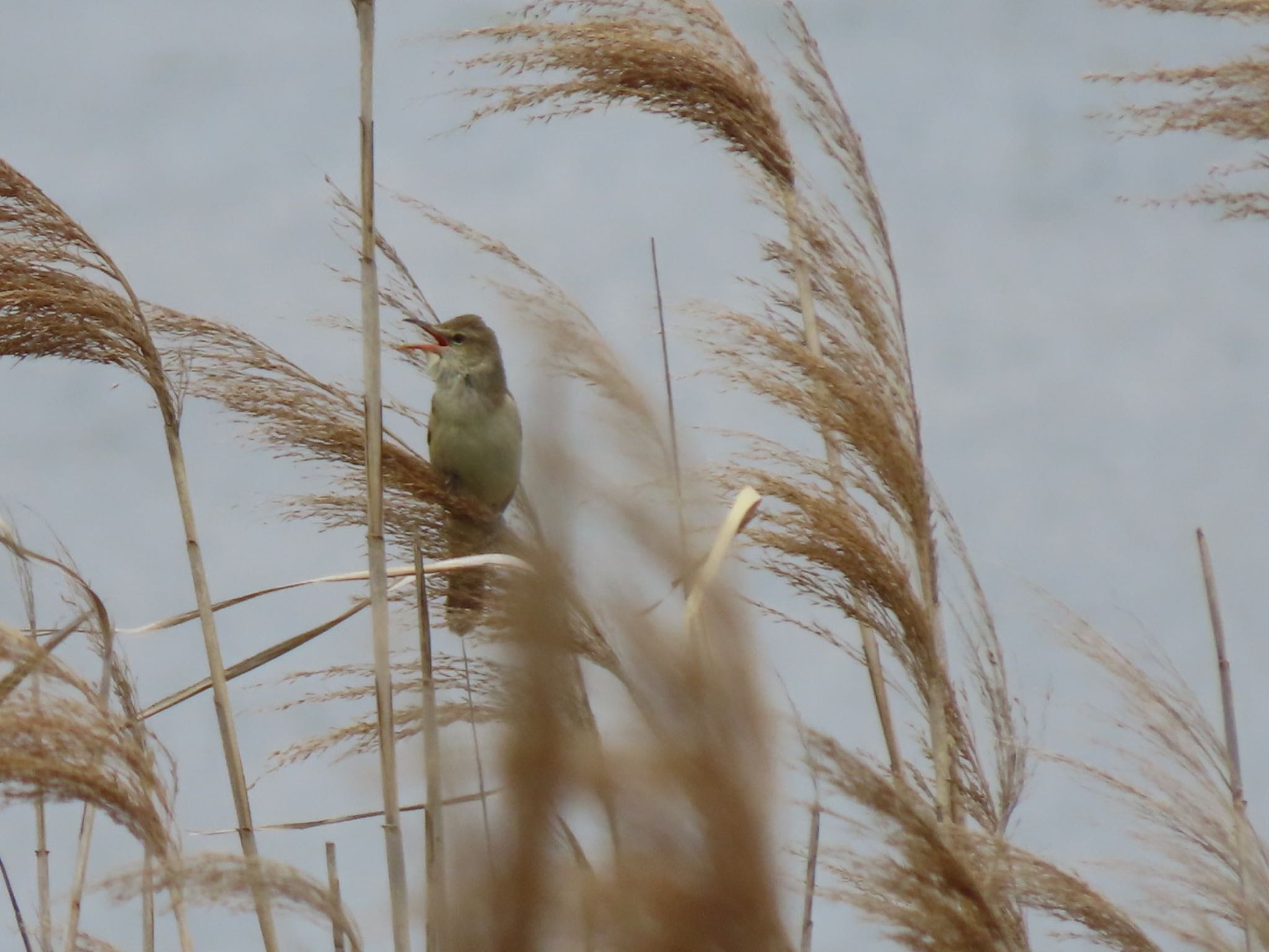 Oriental Reed Warbler