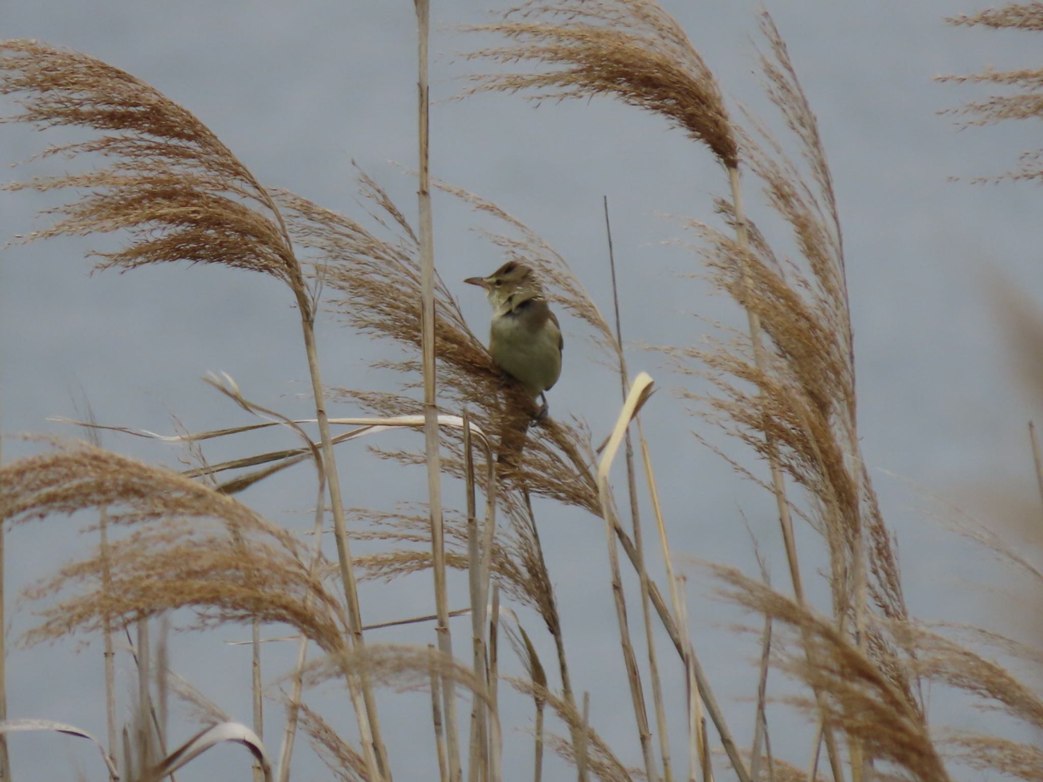 Oriental Reed Warbler