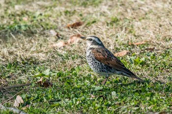 Thu, 12/7/2017 Birding report at Mikiyama Forest Park