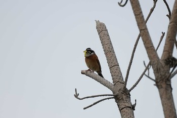 Sun, 5/15/2022 Birding report at 恵曇漁港