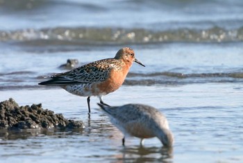 Red Knot Sambanze Tideland Tue, 5/3/2022