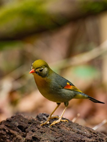 Red-billed Leiothrix Unknown Spots Sun, 5/15/2022