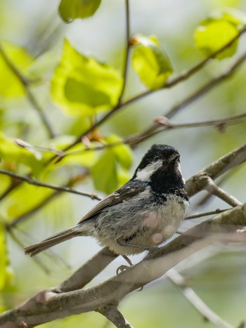 Coal Tit Unknown Spots Sun, 5/15/2022