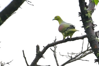 アオバト 愛知県 2022年5月13日(金)